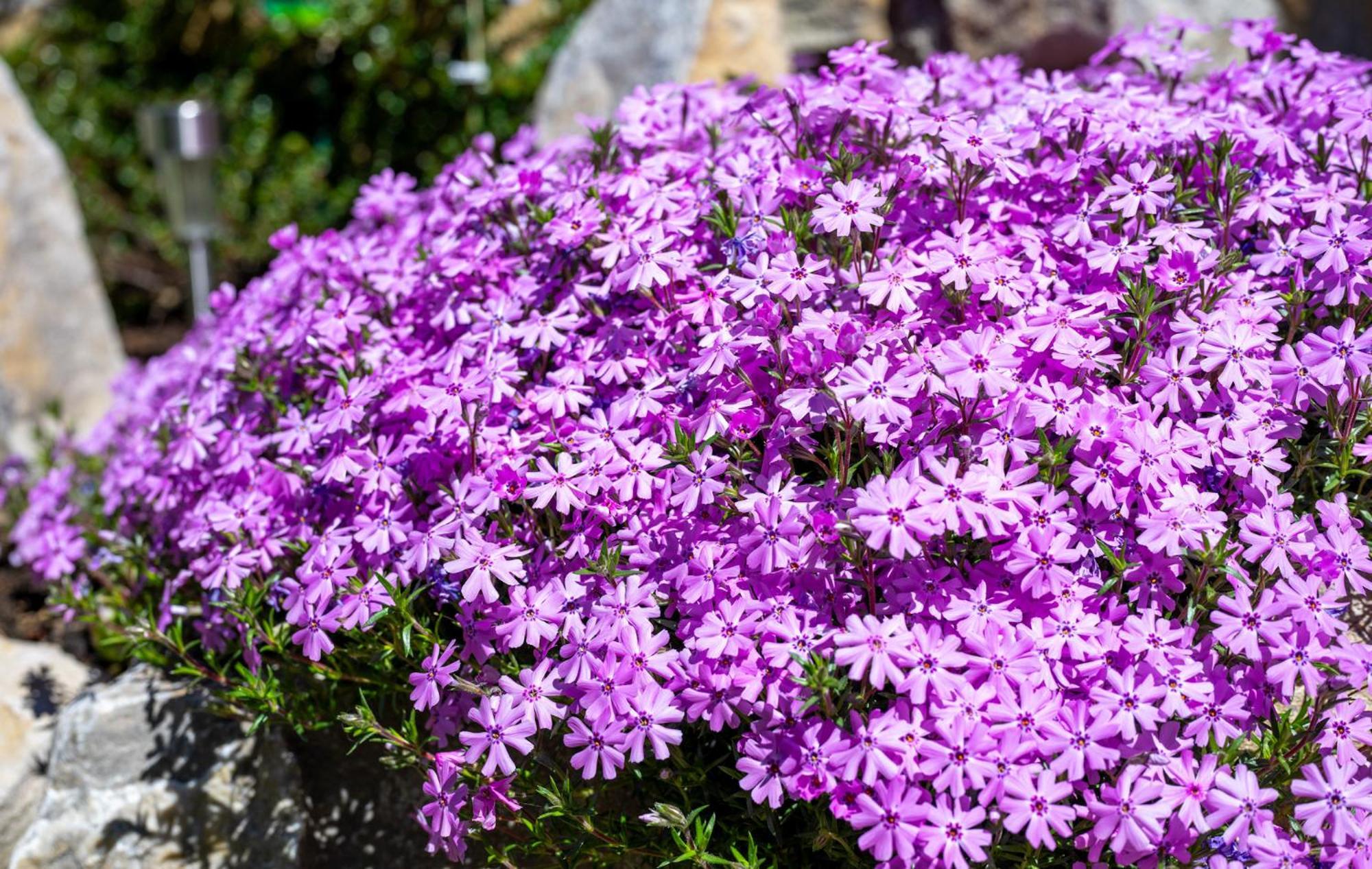 Chata Vanda Štrba Exterior foto